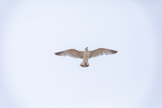 flying seagull against the blue sky