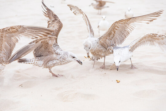 
gulls hunting on the beach in summer