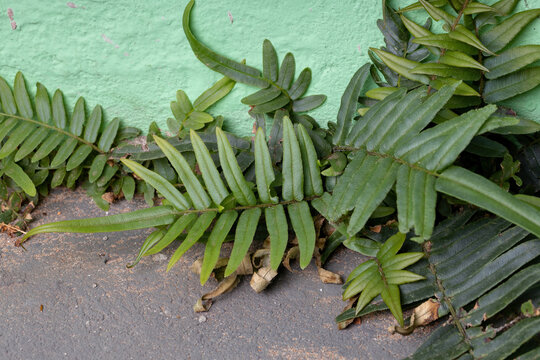 Ladder Fern Plant