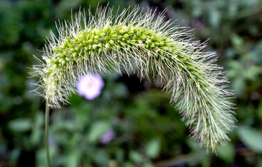 Fern curls over in the garden