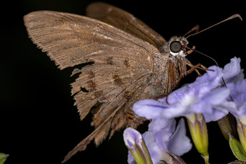 Adult Skipper Butterfly
