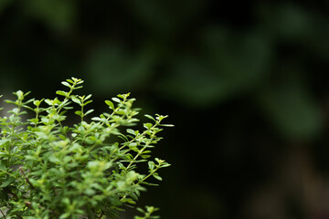 Beautiful thyme aromatic plant growing healthy, isolated on a natural dark green background in bokeh with copy space, selective focus