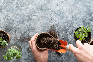 Hands filling a biodegradable peat pot with potting soil and oregano plants ready to transplant cuttings, on a concrete replica surface with copy space