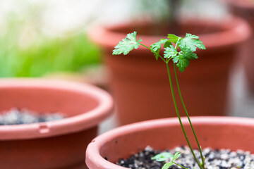 Shiny organic parsley growing healthy in a pot, homegrown herbs concept, selective focus