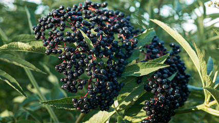  Ripe elderberry branch, black berry on a tree branch