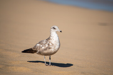 Gaviota