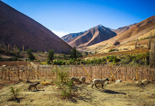 Vi&ntilde;edos de Horcon, Valle del Elqui Chile