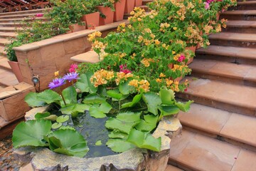Purple water lily growing in garden vase and various multi colored tropical blooming plants in clay pots arranged on staircase steps outdoors. Waterplants landscaping in Asia. 