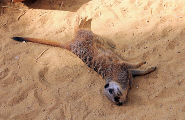 Ein Erdmännchen liegt entspannt und faul im warmen Sand