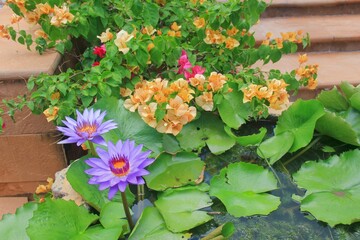 Violet water lily growing in garden vase and various multi colored tropical blooming plants in clay pots arranged on patio staircase steps outdoors. Aquatic plants landscaping in Asia. 