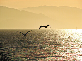 flying pelicans at susnset