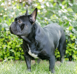 8-Months-Old black French Bulldog standing on grass and looking away. Off-leash dog park in Northern California.