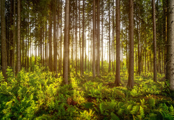 Scandinavian type of pine forest with nice forest floor of ferns with direct backlight and nice shadows from sun