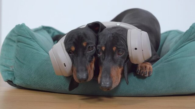 Two cute dachshund dogs are chilling, lying in pet bed with headphones on their heads, listening to music together. Pets on noise cancelling headphones because of fear of loud sounds or fireworks.