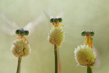 The Story of  Beautiful Damselflies