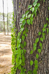 green liana with leaves stretches around the trunk of a thick tree with bark. selective focus