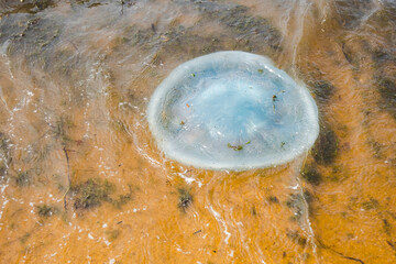 Rhopilema Verrilli jellyfish in the sea on sandy plan. season of jellyfish. selective focus © Aleksandra