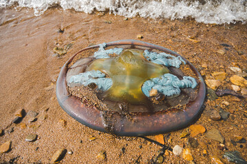 Rhopilema Verrilli jellyfish in the sea on sandy plan. season of jellyfish. selective focus © Aleksandra