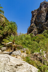 Fototapeta na wymiar Nautral palm grove and river in a mountainous valley at Preveli, Crete, Greece