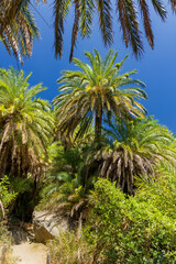 Fototapeta premium Lush palm forest and a small river leading to a sandy beach (Preveli, Crete, Greece)