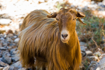 Friendly goats in the Imbros Gorge in Western Crete, Greece