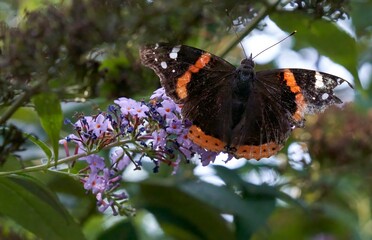Black & Orange Butterfly