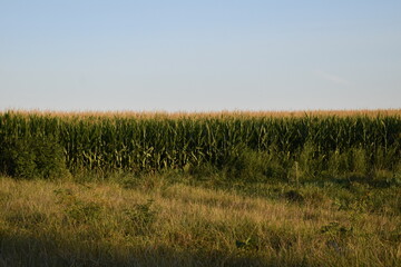 Corn Field