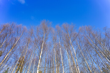 Fototapeta premium 森林