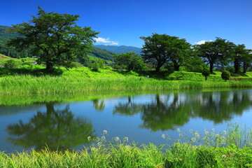 岩手県遠野市　夏の桜並木
