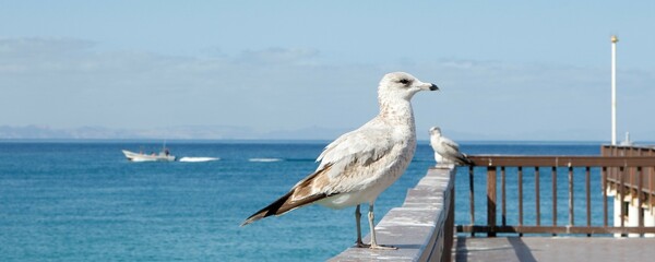 Gaviota en muelle de playa El Coromuel. Esta ave marina es parte de la fauna de la ciudad de La...