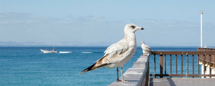 Gaviota en muelle de playa El Coromuel. Esta ave marina es parte de la fauna de la ciudad de La Paz, Baja California Sur.  Al fondo un hermoso mar azul. 