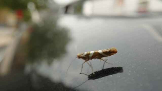 The bronze alder moth crawling on the glass window of the car parked outside in Estonia