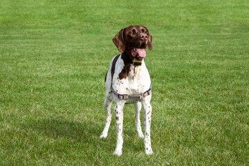 brown white and spotted German Shorthaired Pointer with it's month open standing on grass field