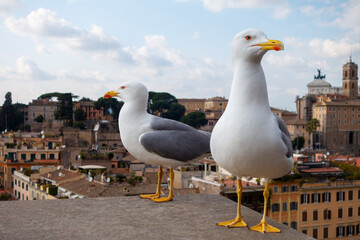 seagull with an Italian city setting