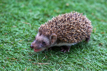 a hungry hedgehog runs in a green meadow
