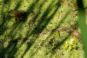 fog in swampy waters and greenery
