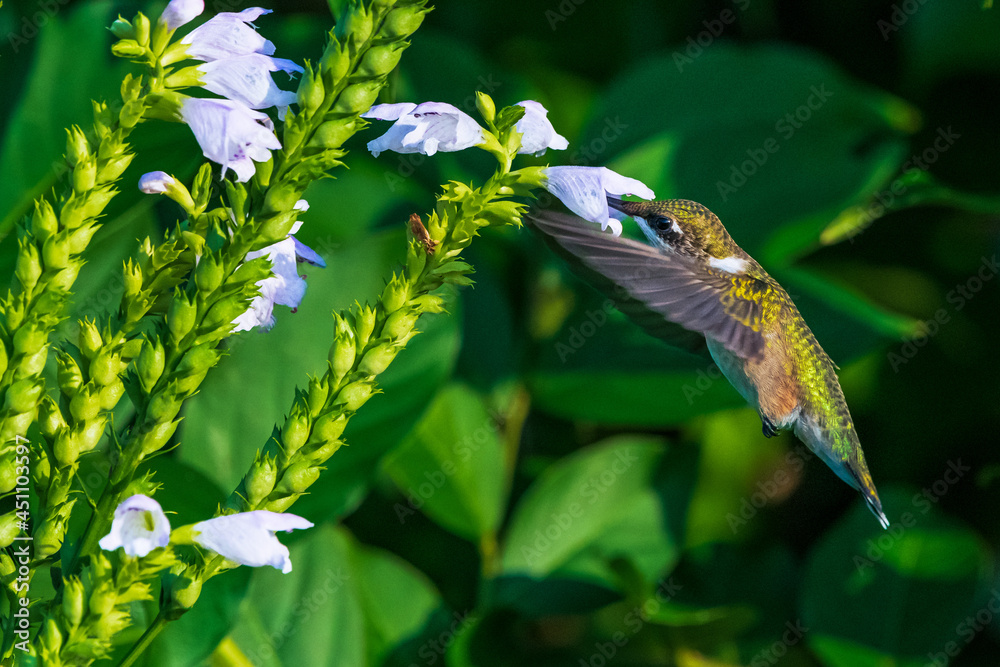 Canvas Prints Hummingbird feeding 