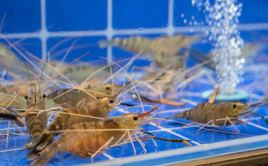 Fresh raw shrimps in the blue fishbowl 