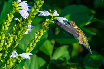Hummingbird feeding 