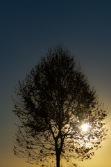 Fototapeta na wymiar silhouette of tree