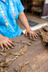 close up of adult hispanic woman hands surrounded by tobacco leaves to prepare cigars