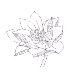 Lotus flower graphic black and white linear drawing