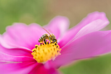 Honey bee pollinating pink cosmos flower, macro shallow depth of field