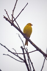 Fototapeta premium Saffron finch (Sicalis flaveola) perched in a tree in Ayampe, Ecuador