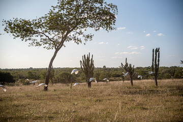 White herons flying under the pasture