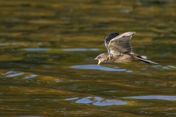 コシアカツバメ幼鳥の水飲みシーン