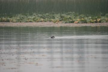 otter in the river