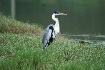 Cocoi Heron (Ardea cocoi) on the bank of a river in Ayampe, Ecuador