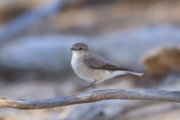 A small grey-brown robin with a faint pale eye-line and white underbody known as Jacky Winter (Microeca fascinans). - obrazy, fototapety, plakaty