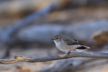 A small grey-brown robin with a faint pale eye-line and white underbody known as Jacky Winter (Microeca fascinans). - obrazy, fototapety, plakaty